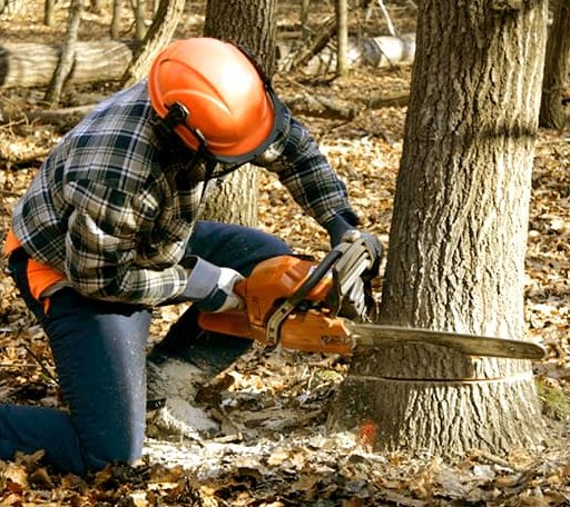 Tree Removal in Bergheim, TX